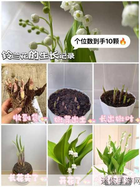 合个花宝宝，指尖绽放，合成鲜花轻松赚外快