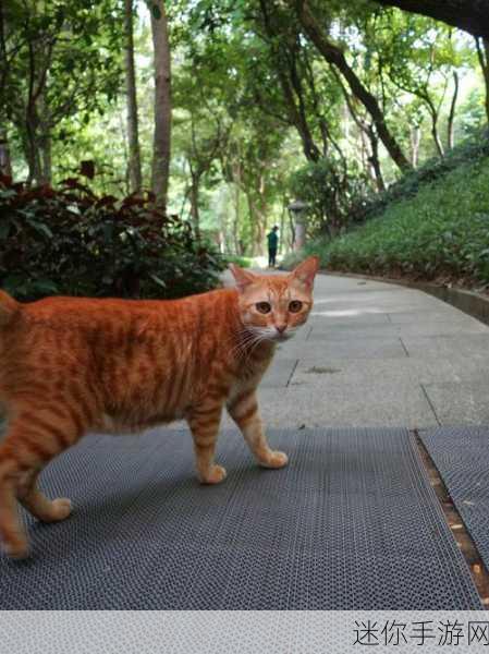 猫咪露营地，萌宠相伴，打造你的梦幻露营之旅