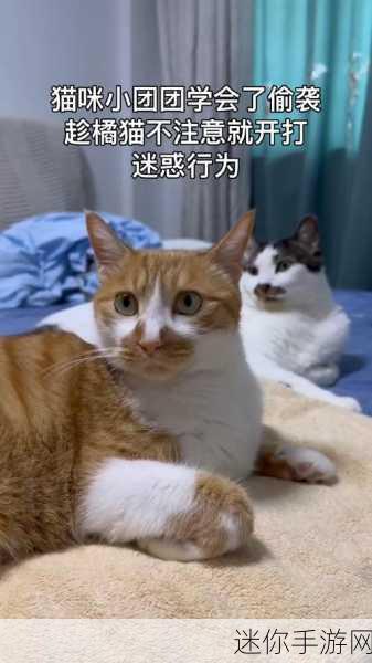 橘猫大冒险，萌宠探险之旅，等你来启程！