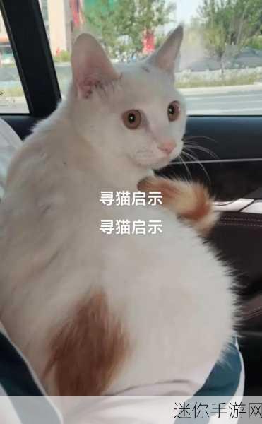 丢失的猫，一场唯美感人的寻猫之旅，休闲益智与剧情解谜的完美融合