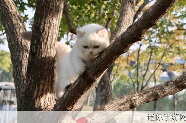 我的猫舍，萌宠养成新体验，下载开启趣味之旅