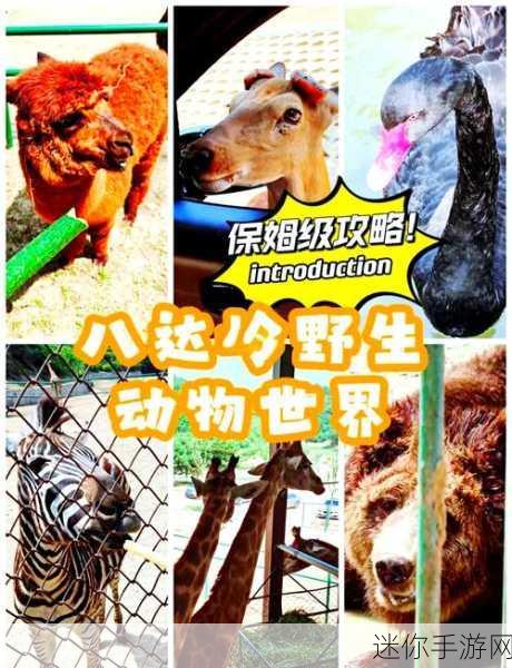 打造梦幻野生动物园，体验经营乐趣——我的动物园中文版下载指南