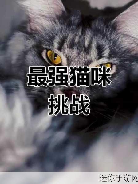 萌力全开！猫咪巡回下载热潮，解锁萌系养成新体验