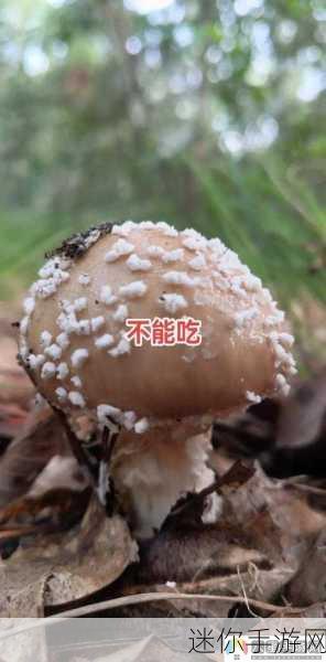 蘑菇网黑料爆料视频：揭露蘑菇网黑料真相，深度解析背后故事与影响