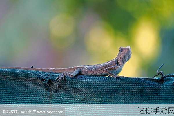 印度蜥蜴怎么回事，印度蜥蜴的扩展与生态环境变化分析