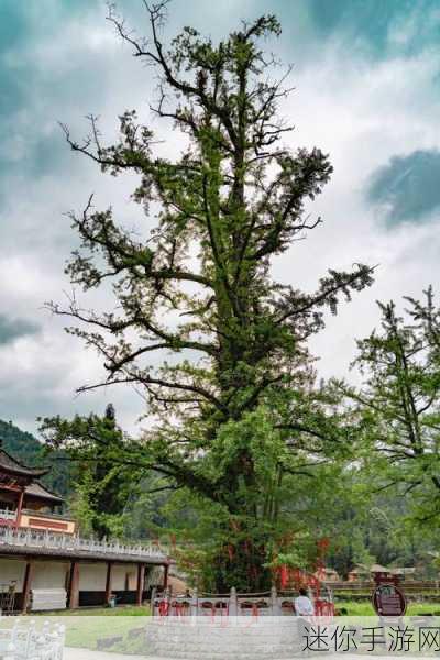 解锁萝山寺秘境，探寻桃源深处的禅意之旅