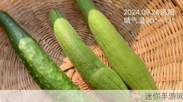 茄子香蕉丝瓜秋葵-多样美味：探索茄子、香蕉、丝瓜与秋葵的营养价值与烹饪方法