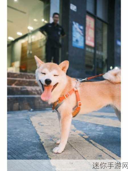 萌宠治愈新选择！治愈萌柴犬安卓版下载，休闲时光的最佳伴侣