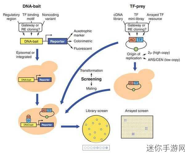 rna与cdna杂交：拓展RNA与cDNA杂交技术在基因表达研究中的应用