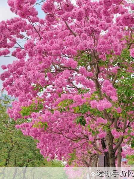 坤坤寒进桃：坤坤寒进桃花盛开，春意盎然共赏花影