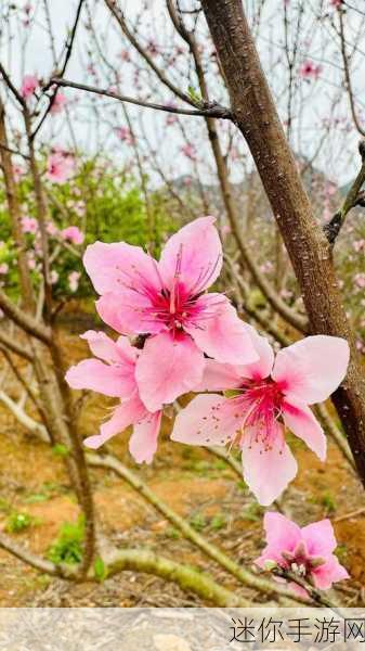 坤坤寒进桃：坤坤寒进桃花盛开，春意盎然共赏花影