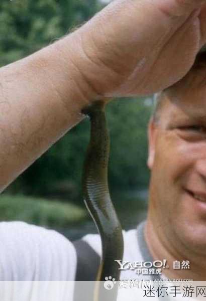 人鳗男主原型七鳃鳗：七鳃鳗的传说：人类与海洋生物的奇妙邂逅