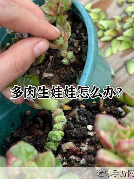 校园车多肉多的1v2：多肉植物的校园生态：1对2养护与分享之道