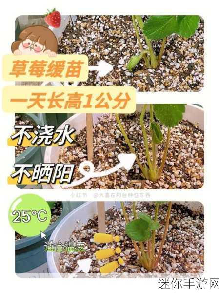 caomei.888：探索草莓的美味世界：从种植到品尝的全攻略