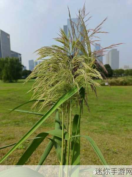 野花社区视频在线观看：探索野花社区的精彩视频，发现自然之美与生活乐趣