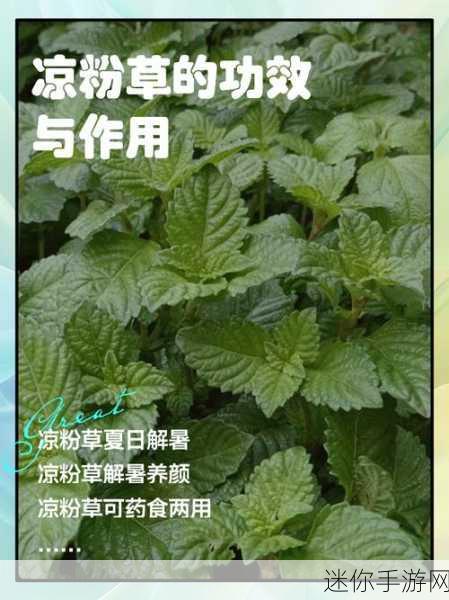 17c一超草：探索17c一超草的独特魅力与实用价值