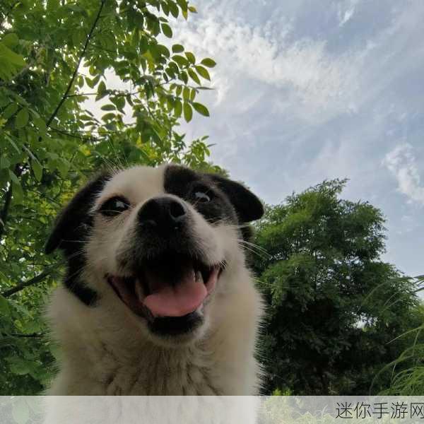 狗狗学院，萌宠养成新纪元，打造你的梦幻犬舍