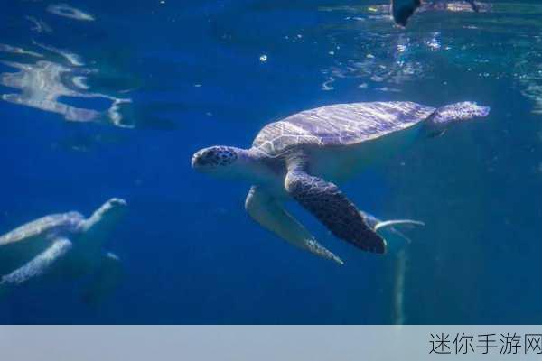 探秘光滑海龟世界，一款卡通休闲游戏的非凡之旅