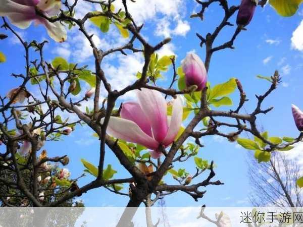 草莓视频大有容：草莓视频大有容：探索多元视角与精彩内容的全新体验