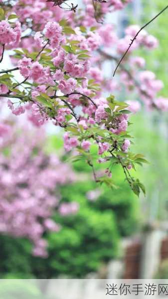 漾出over flower樱花有翻译：“绽放的樱花：春日里梦幻般的花海之旅”