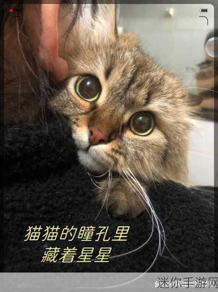 探寻新月同行猫猫语中第六只猫的神秘所在