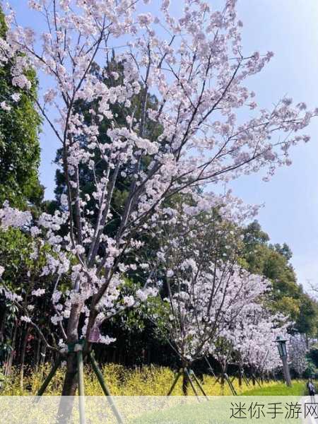 天降女子从楼掉下了樱花：樱花雨中，楼上女子意外坠落的神秘故事