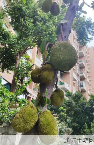 菠萝蜜影视 免费：拓展菠萝蜜影视：尽享精彩影剧，免费观看新潮大片