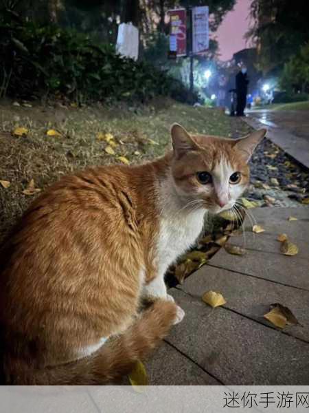 橘猫萌翻天！A Day For A Kitten橘猫的一天测试版等你来领养