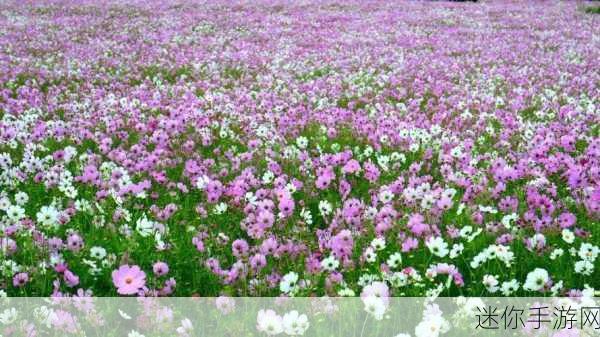 漾出over flower动漫有翻译：花海绽放：在爱与梦想中漫游的旅程