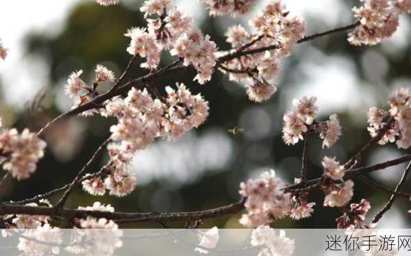 漾出flower樱花有翻译黄：绽放樱花之美，迎接春天的新篇章。