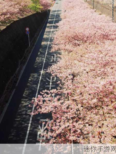 漾出flower樱花有翻译黄：绽放樱花之美，迎接春天的新篇章。