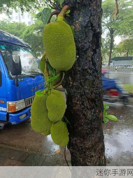 菠萝菠萝蜜在线观看免费：菠萝菠萝蜜：热带水果的奇幻冒险之旅