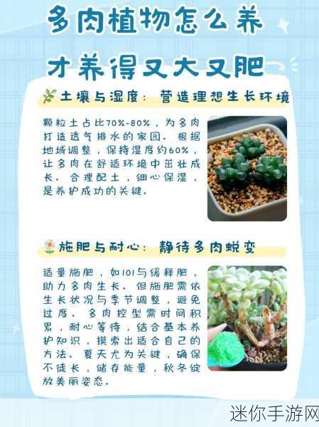 多肉1v2：多肉植物养护技巧：从1对2的成长策略分享