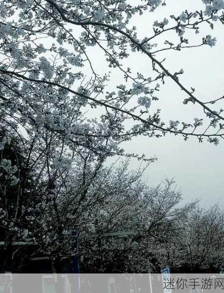 病勤楼栋樱花未增减：病勤楼栋樱花盛开，春日景色如画新篇章