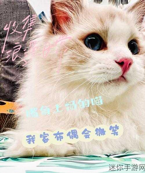 Q萌小喵腾空跃，会飞的猫下载热潮席卷而来