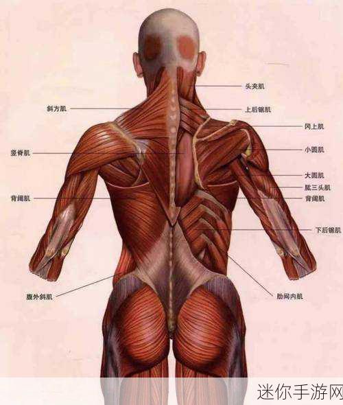 肌肌桶肌肌免费网页：免费拓展肌肉与塑形的优质网页资源推荐