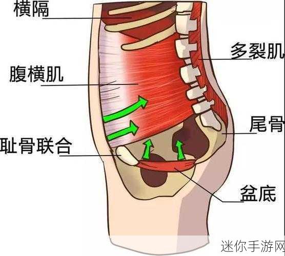 肌肌桶肌肌免费网页：免费拓展肌肉与塑形的优质网页资源推荐