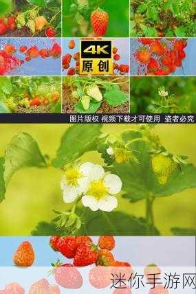 小草莓视频：甜蜜小草莓：探索果园里的奇妙冒险故事