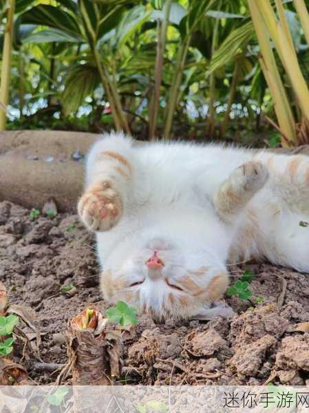 喵趣横生，踏浪前行，猫咪冲浪手游带你领略喵星人奇幻冒险