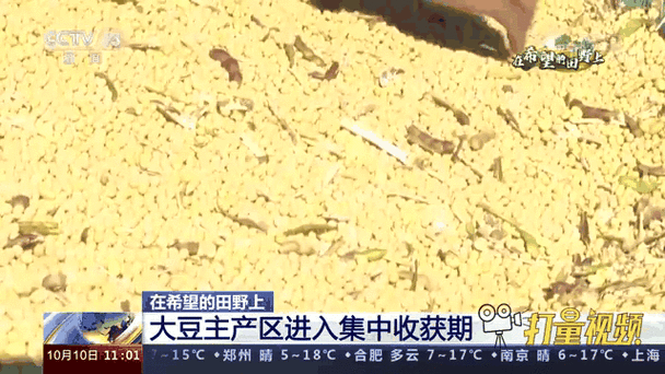 欧美性精品处破系列大豆行情：“欧美性精品处破系列：深入解析大豆市场行情动态”