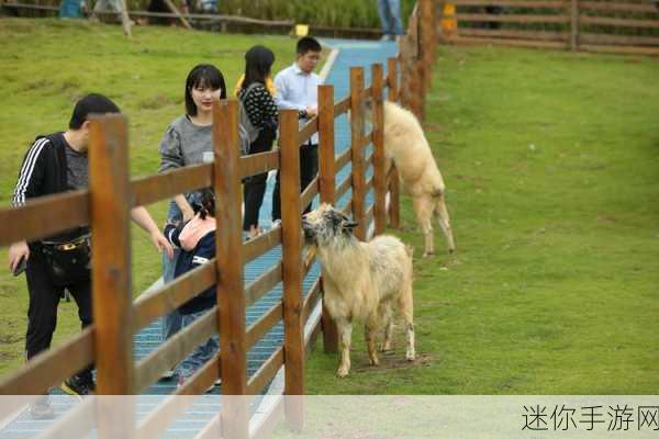 跳跃的大肚兔萌翻全场，免费下载畅享跳跃闯关乐趣