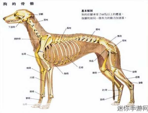 狗的基因组大小：探讨犬类基因组扩展对遗传研究的影响与意义