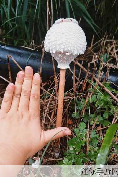 蘑菇视频吃瓜爆料：揭秘蘑菇视频：吃瓜爆料背后的真实故事