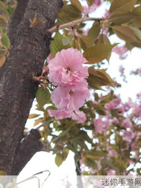 漾出oⅴerflower樱花：在樱花绽放的季节里，感受生命的无限可能与美好。