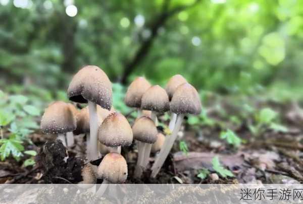 7x7x7x7x任意槽蘑菇：探索七维空间中的无限可能：蘑菇生长的新视角与应用