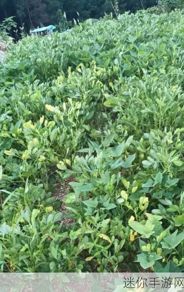 香蕉草莓茄子丝瓜秋葵：探索美味：香蕉、草莓、茄子丝瓜与秋葵的营养搭配之道