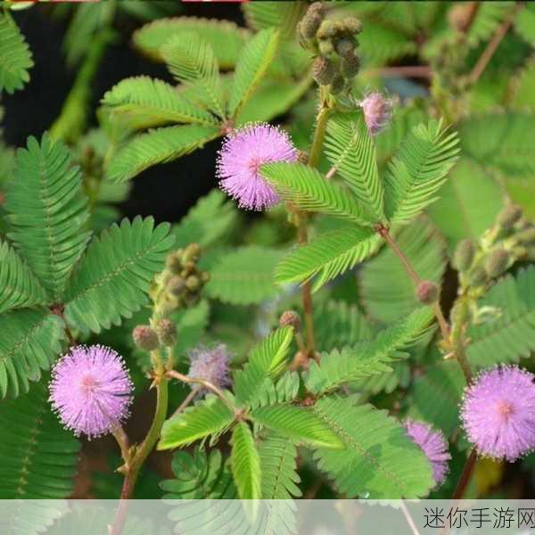 含羞草老狼信息大豆行情：分析含羞草与老狼对大豆市场行情的影响及趋势预测