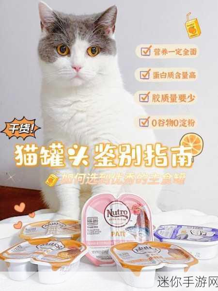 猫之城补偿四选一，明智之选指南